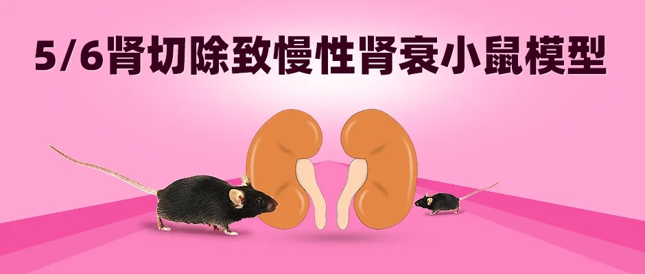 5/6肾切除致慢性肾衰小鼠模型