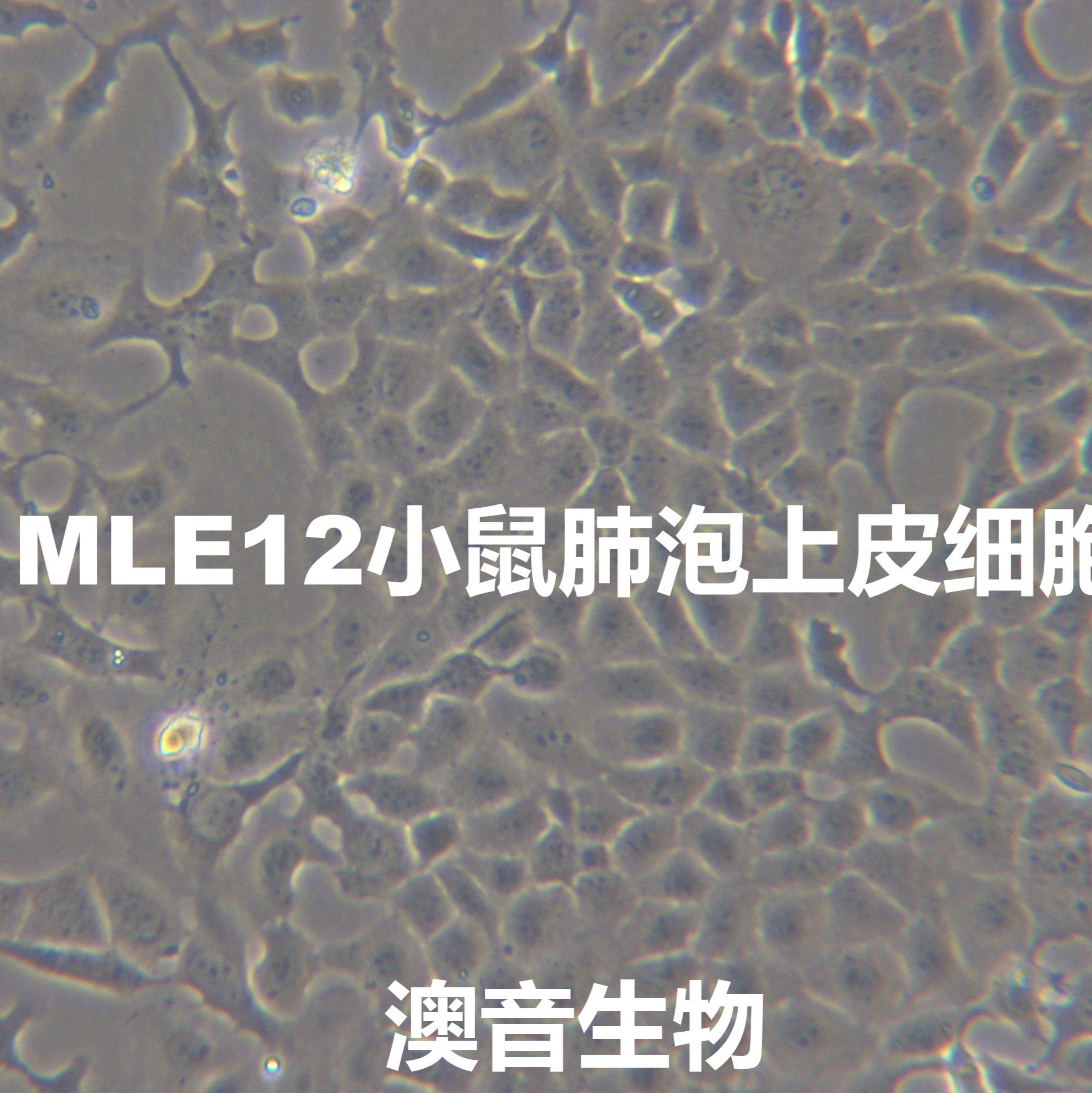 MLE-12【MLE 12; MLE12; Murine Lung Epithelial-12】小鼠肺泡上皮细胞