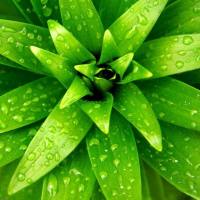 植物激素检测|植物激素定量检测|植物激素检测公司