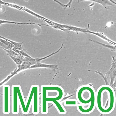 IMR-90[IMR 90; IMR90]人胚肺成纤维细胞