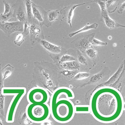 786-O[786O;786.O;RCC 786-O]人肾透明细胞腺癌细胞