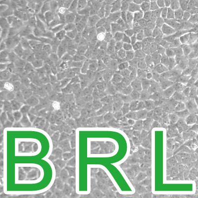BRL[Buffalo Rat Liver]大鼠正常肝细胞