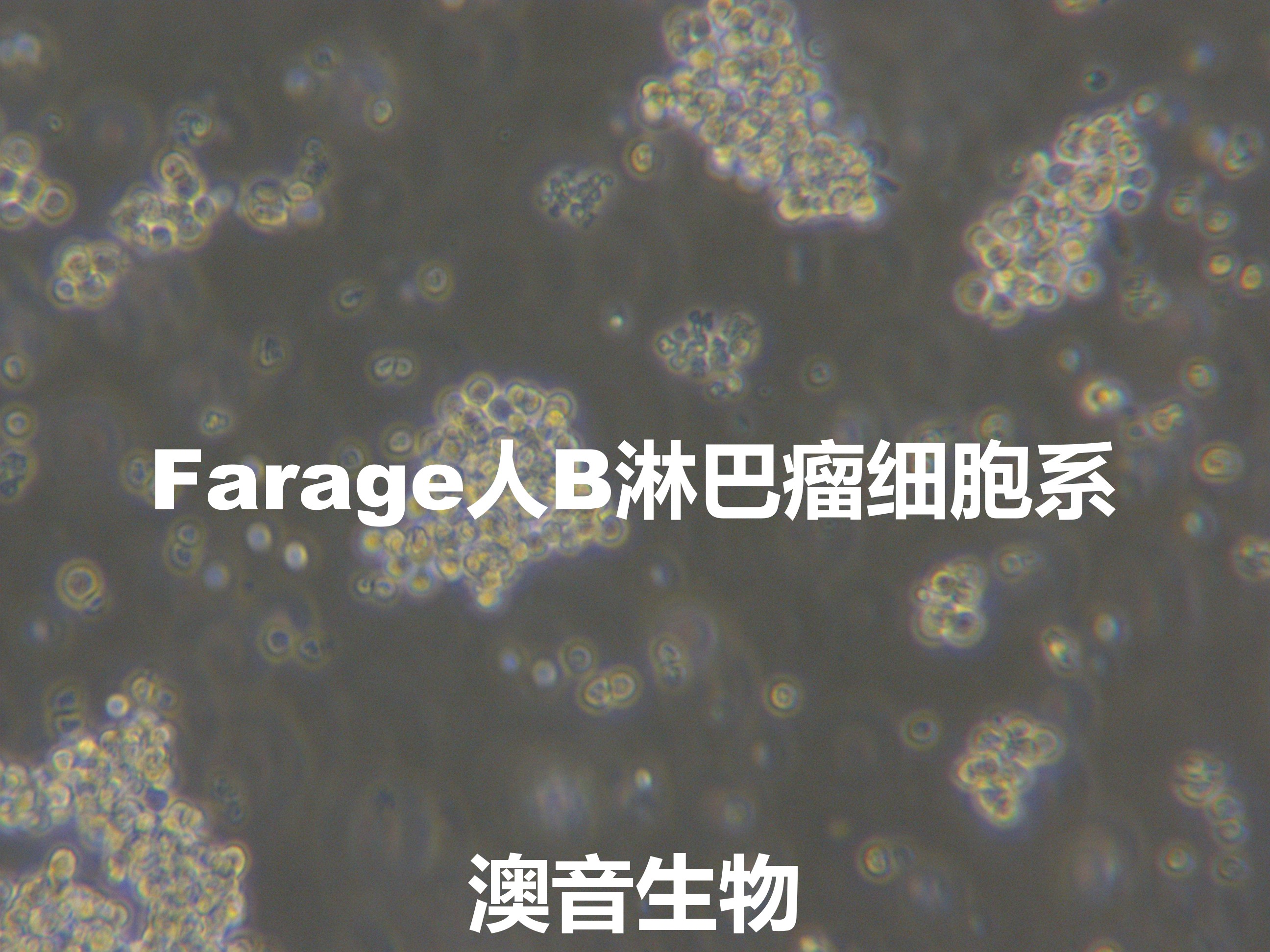 Farage[FARAGE; Farage OL; Fara