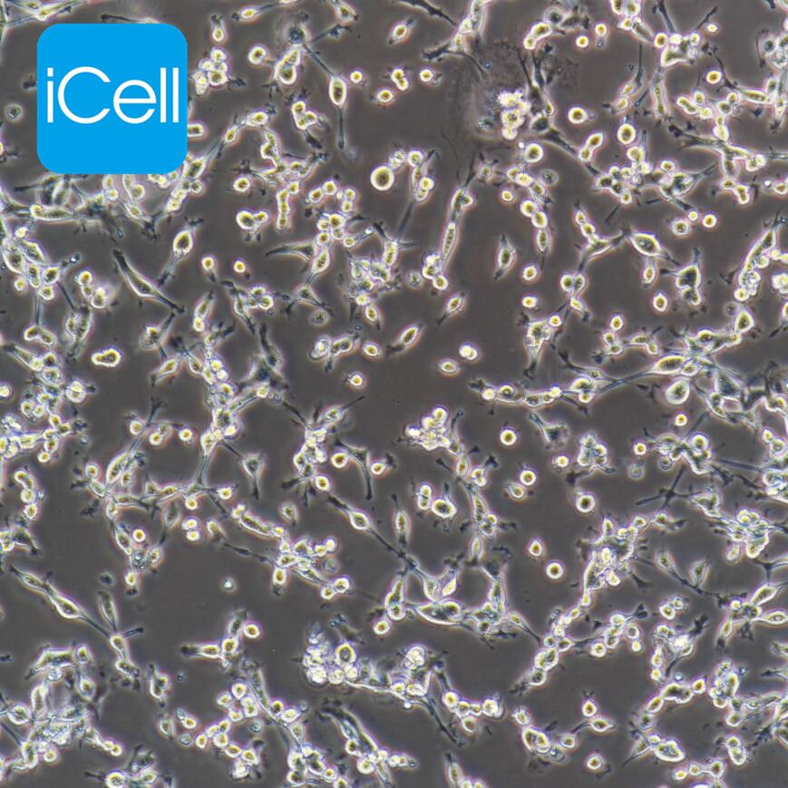 CT26 小鼠结肠癌细胞 种属鉴定 镜像绮点（Cellverse）