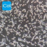 CT26 |CT26细胞|CT-26|CT-26细胞|CT-26小鼠结肠癌细胞/种属鉴定/镜像绮点