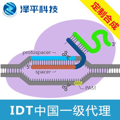 IDT Alt-R CRISPR-Cas9基因編輯系統