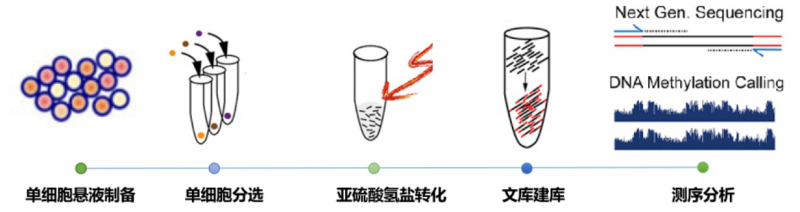 伯豪生物单细胞全基因组甲基化测序实验分析流程