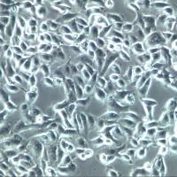 ACHN、ACHN细胞、ACHN细胞