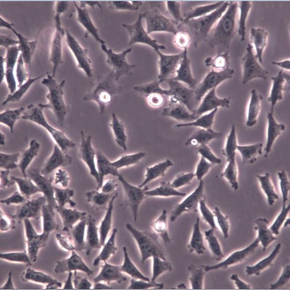 A-875细胞、A-875细胞、A-875细胞