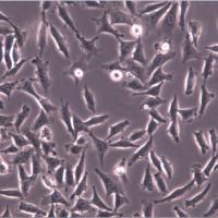 A-875细胞、A-875细胞、A-875细胞