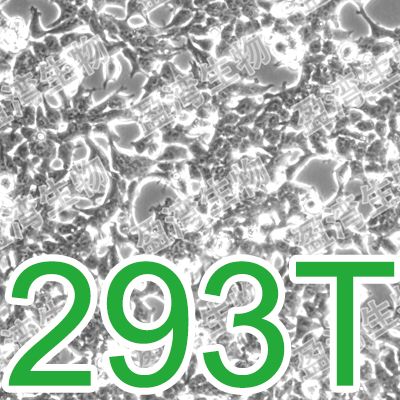 293T[Hek293T; HEK-293T; HEK 293T; HEK-293-T; HEK 293 T; 293-T;293T]人胚肾细胞