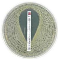 ETEST法 MIC梯度定量试纸