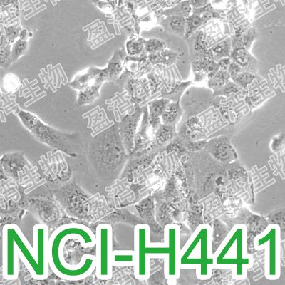 NCI-H441[H441; H-441; NCI-H441-4; NCI-441; NCIH441]人肺腺癌细胞