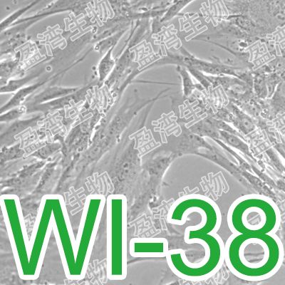 WI-38[Wi-38; WI 38; WI38]人胚肺细胞