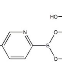 1008138-/66-6	 2-甲基-5-硝基-吡啶-硼酸频哪酯 ,	97%