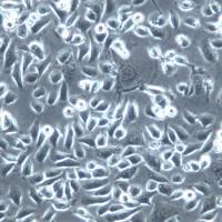 AGS细胞、AGS细胞、AGS细胞