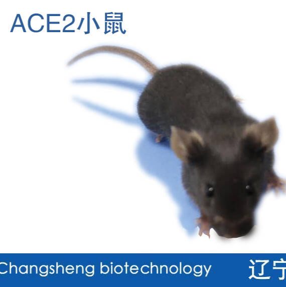 ACE2基因敲除小鼠