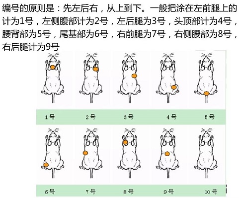 动物也混黑社会？——那些出现在实验动物身上的纹身 