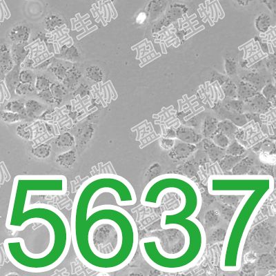 5637人膀胱癌细胞