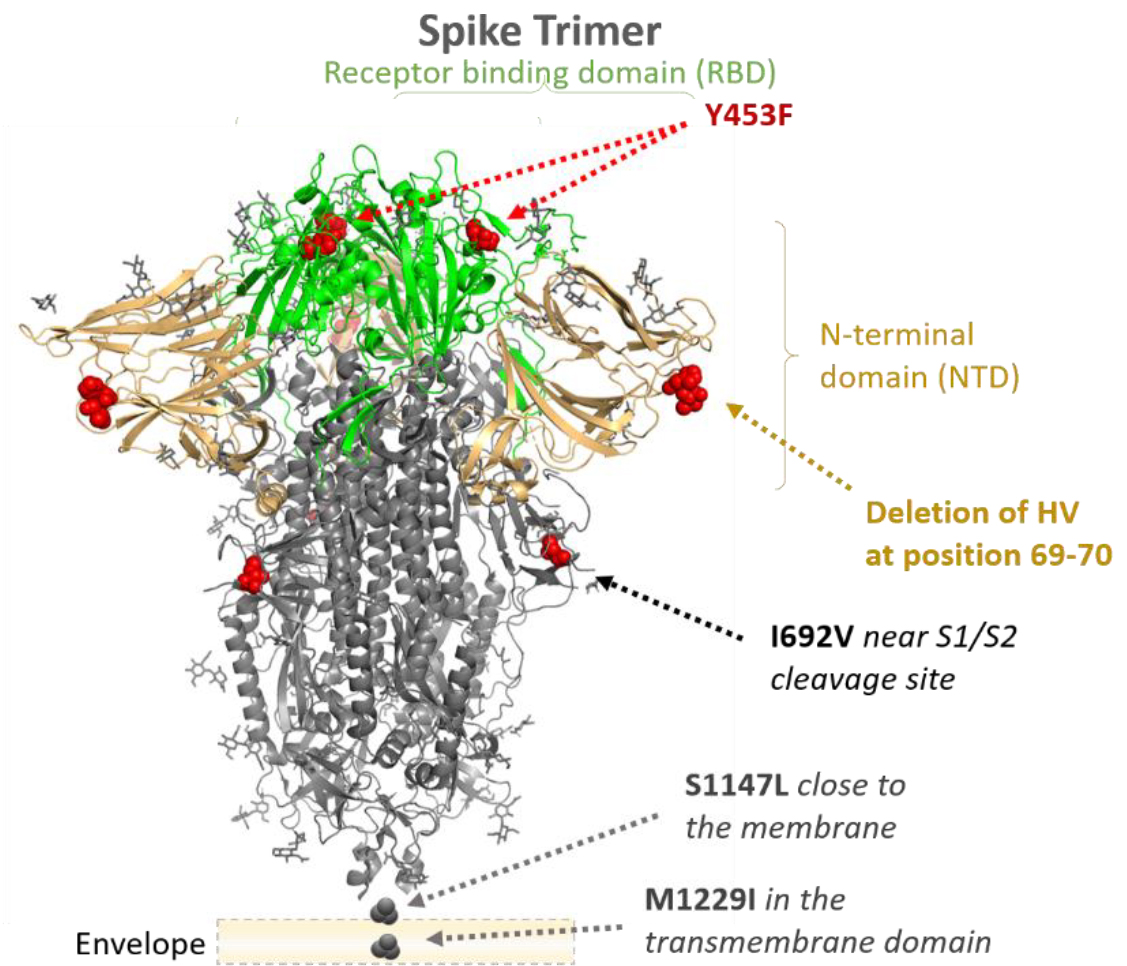 水貂新冠病毒突变为何成为关注的焦点？