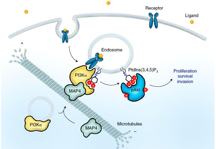 PI3K-Akt信号通路新机制——癌症治疗潜在靶点