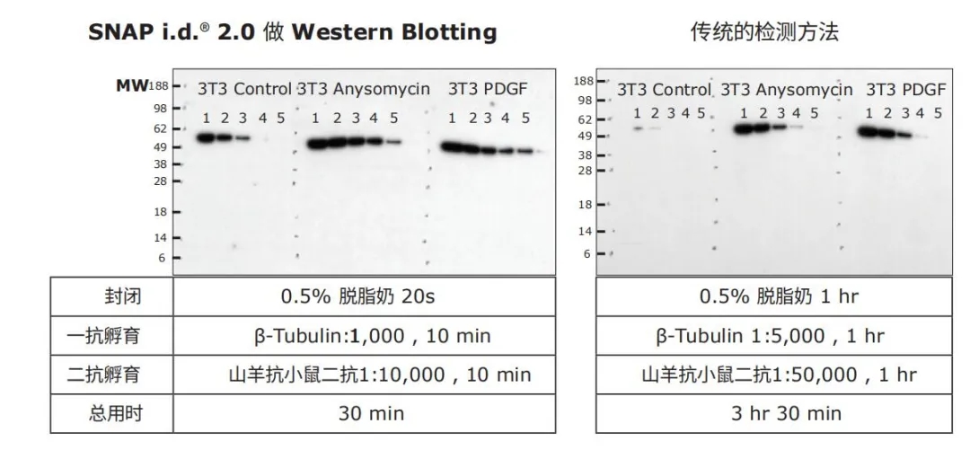 WB加速器-SNAPid |就是要快：30min搞定一抗/二抗孵育！