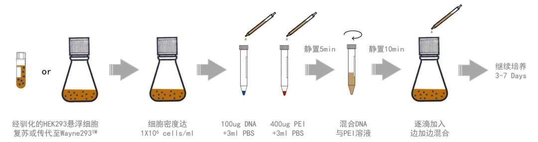 新品|Wayne293™ 瞬转培养基技术操作视频