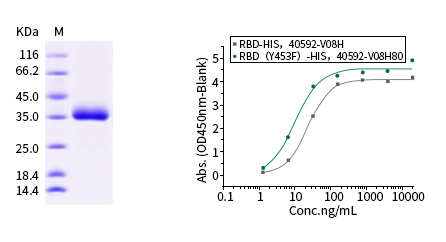 水貂新冠病毒突变为何成为关注的焦点？