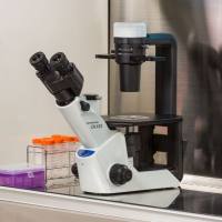 奥林巴斯Olympus CKX53倒置显微镜-细胞培养用显微镜 