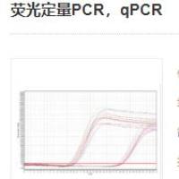 荧光定量PCR,qPCR实验服务