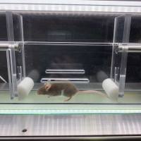 步态成像分析系统(MSI DigiGait),适用于小鼠大鼠和豚鼠