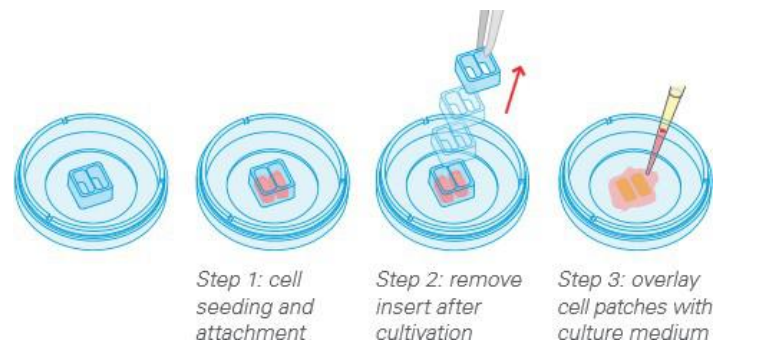 干货分享！细胞划痕实验新方法详解