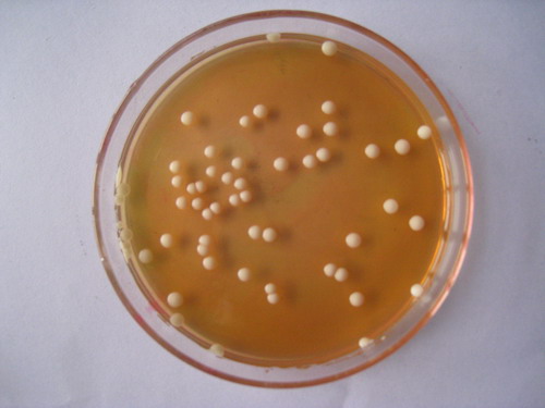 液体硫乙醇酸盐培养基的培养操作