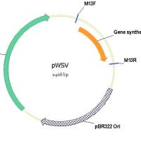 双荧光素酶报告基因检测