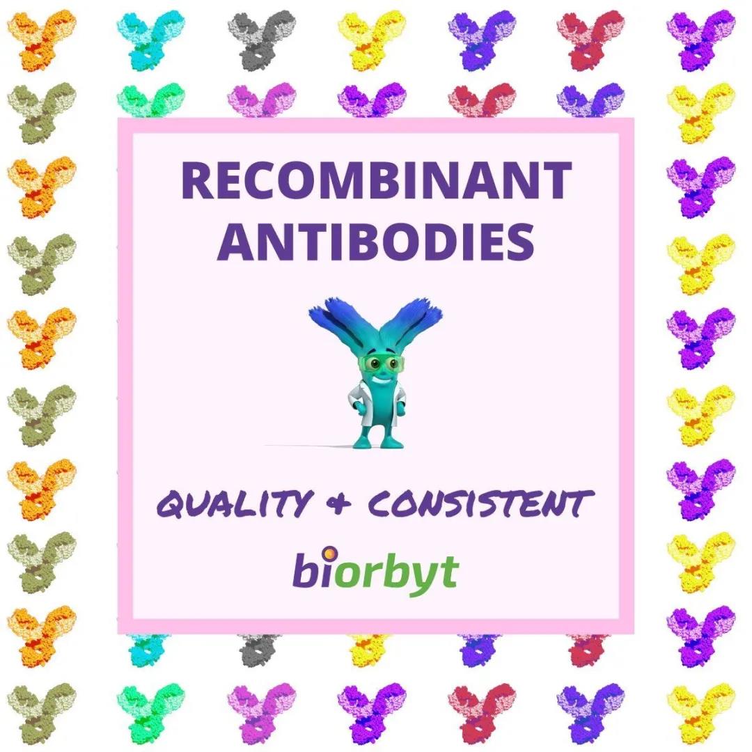 Biorbyt科研专题/ 重组抗体