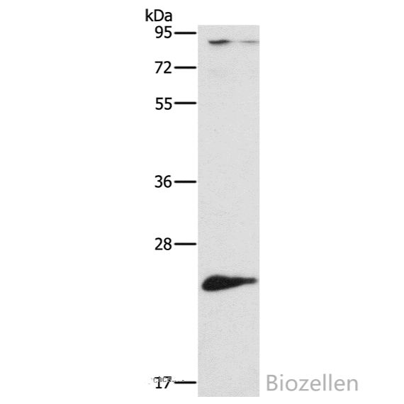 ATG10 Polyclonal Antibody B-IO-10004