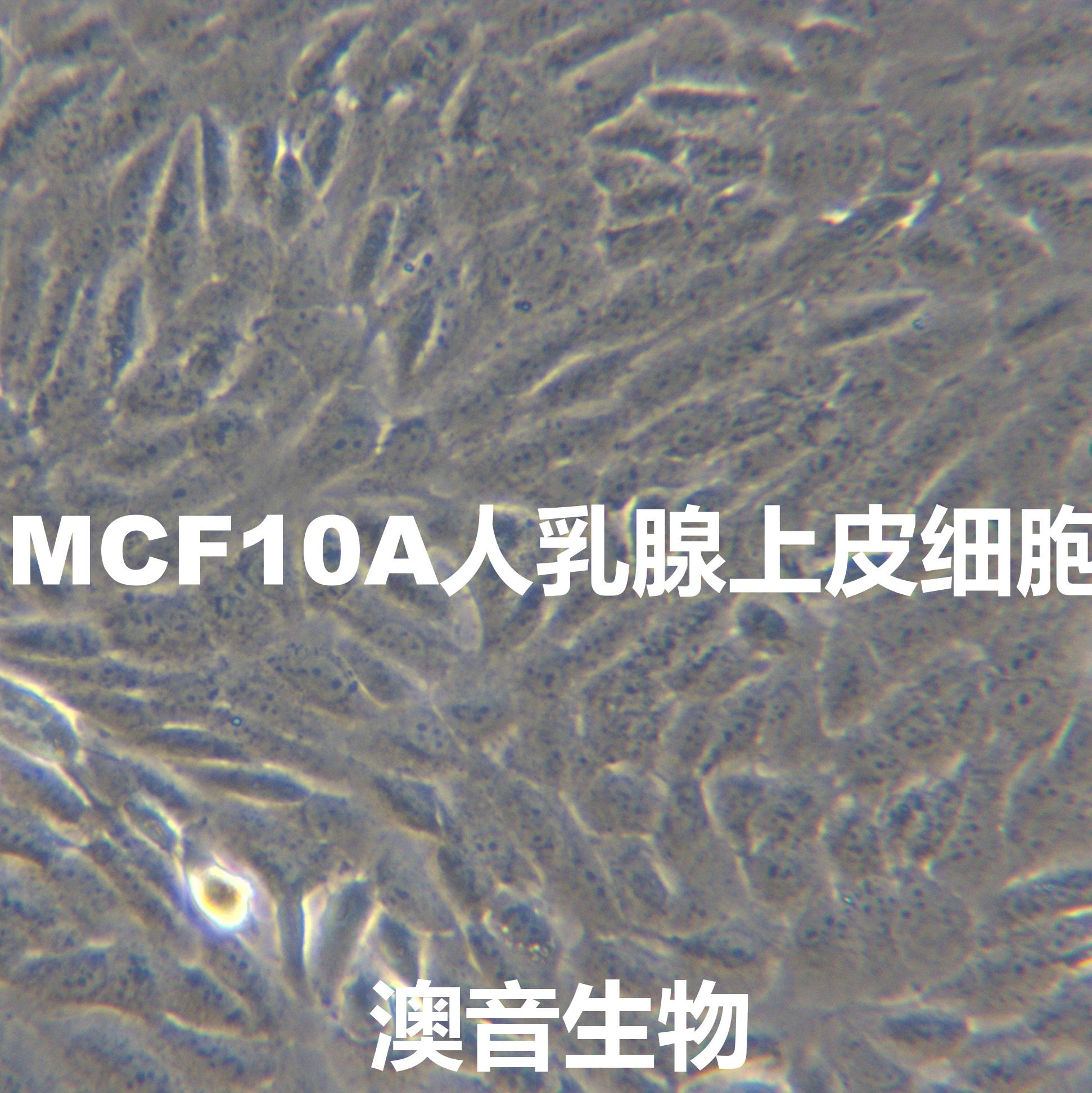 MCF-10A【MCF 10A; MCF.10A; MCF10A; MCF10-A; MCF10a】人乳腺上皮细胞