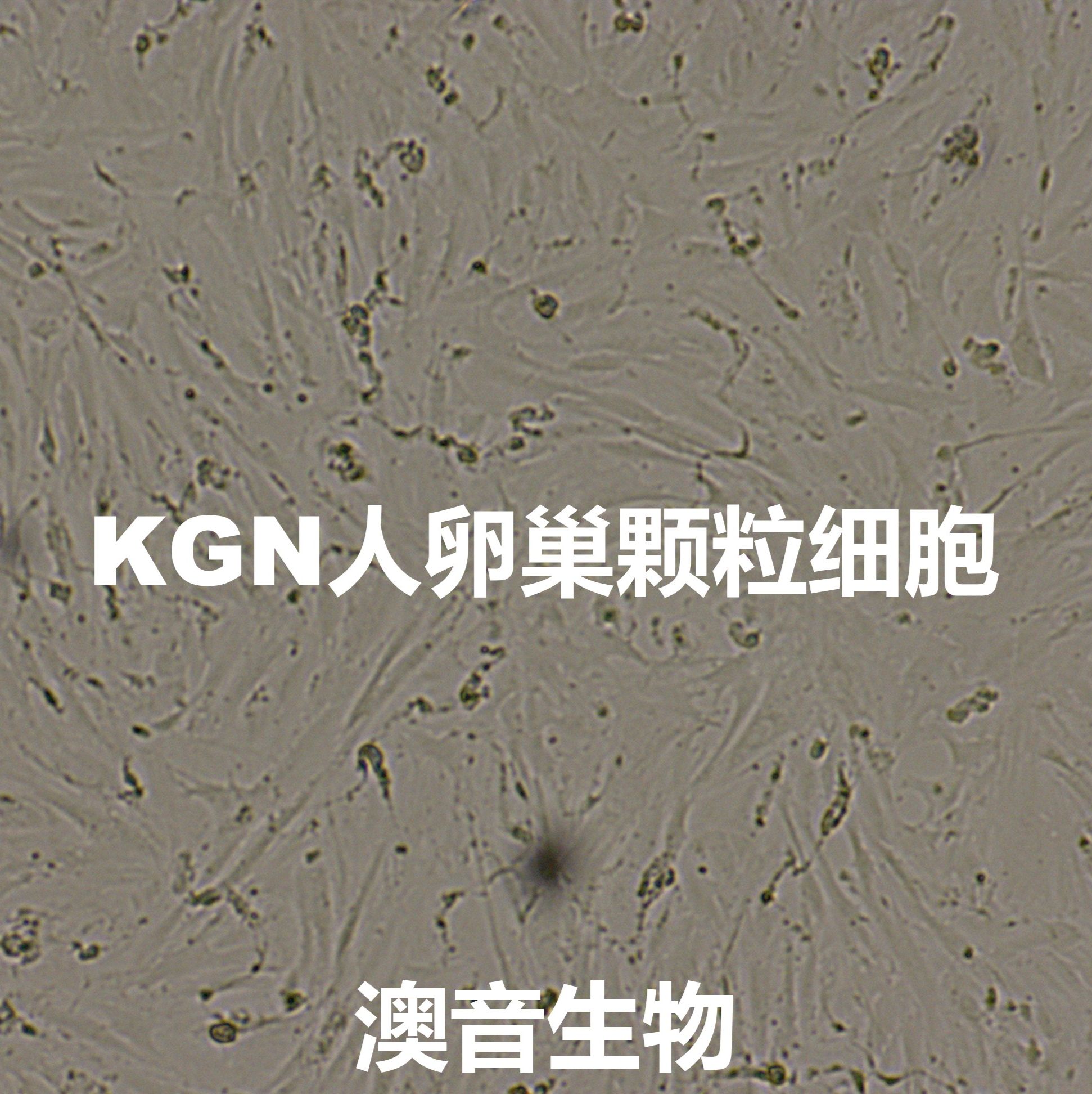 KGN【kgn;Kgn】卵巢颗粒细胞