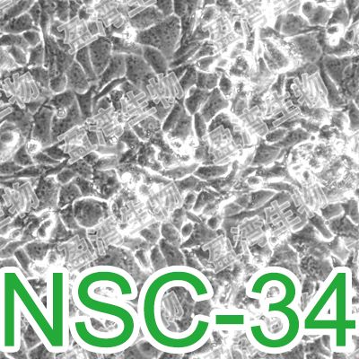 NSC-34[NSC34]鼠神经元细胞