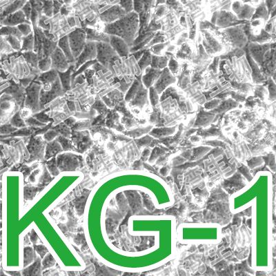 KG-1[KG1]急性骨髓性白血病细胞
