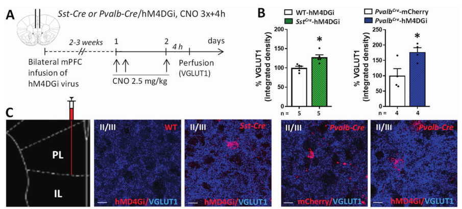  【文献解读】摆脱抑郁！抑制 mPFC 的 GABA 能中间神经元让你和抑郁症说再见