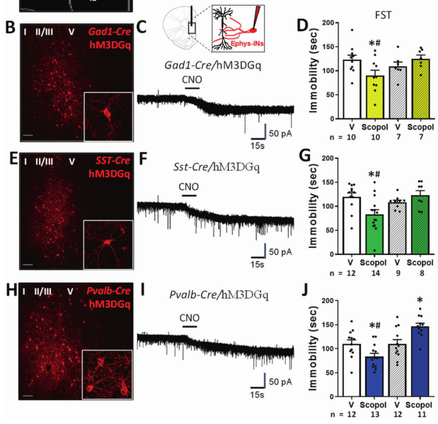 【文献解读】摆脱抑郁！抑制 mPFC 的 GABA 能中间神经元让你和抑郁症说再见