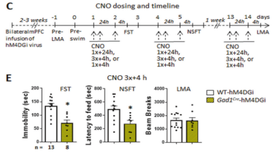  【文献解读】摆脱抑郁！抑制 mPFC 的 GABA 能中间神经元让你和抑郁症说再见