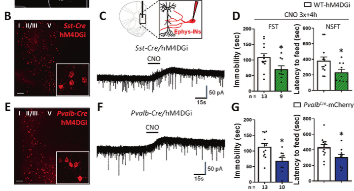  【文献解读】摆脱抑郁！抑制 mPFC 的 GABA 能中间神经元让你和抑郁症说再见