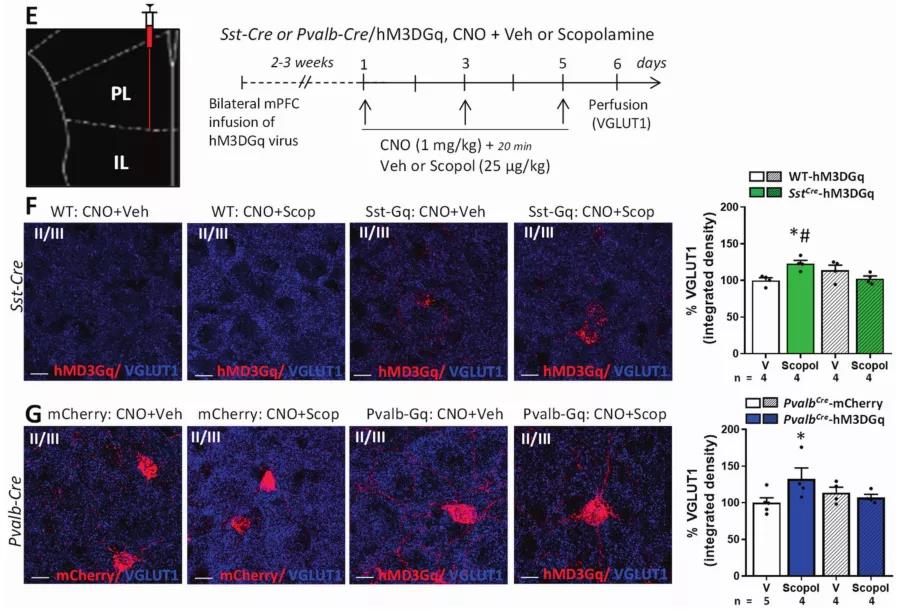 【文献解读】摆脱抑郁！抑制 mPFC 的 GABA 能中间神经元让你和抑郁症说再见
