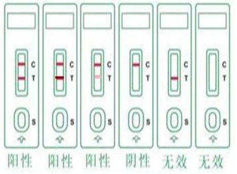 犬狂犬病抗原检测卡