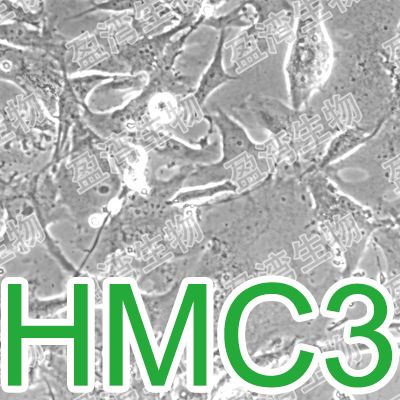 HMC3[CHME-3;CHME3]人小胶质细胞