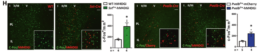  【文献解读】摆脱抑郁！抑制 mPFC 的 GABA 能中间神经元让你和抑郁症说再见