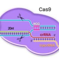crispr/cas9 knock out POOL
