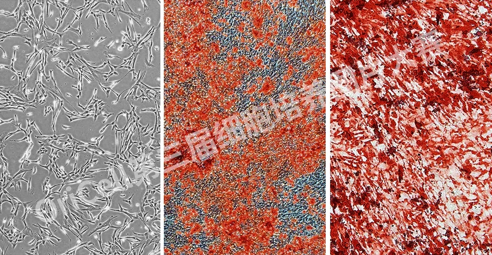 【投票啦】快来投票并学习细胞培养经验吧